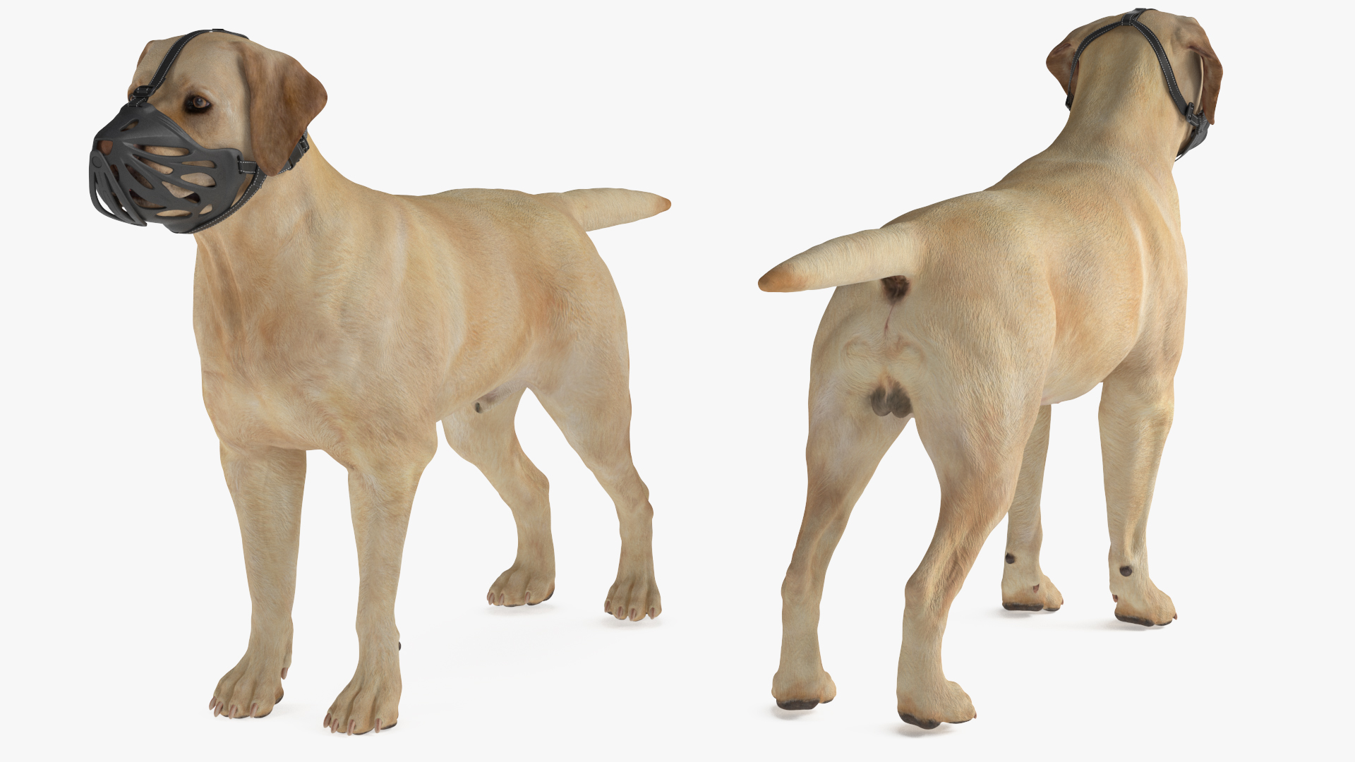 3D model Labrador Dog White with Muzzle