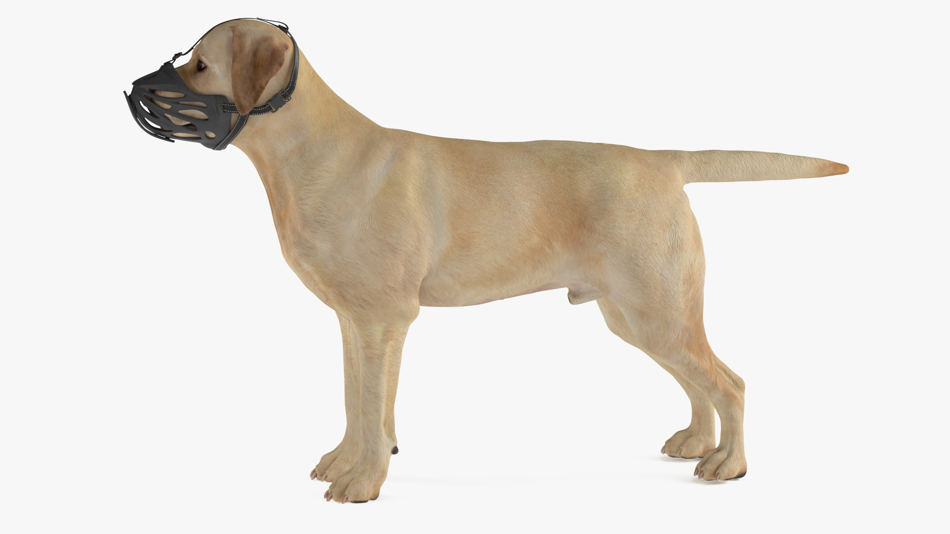 3D model Labrador Dog White with Muzzle