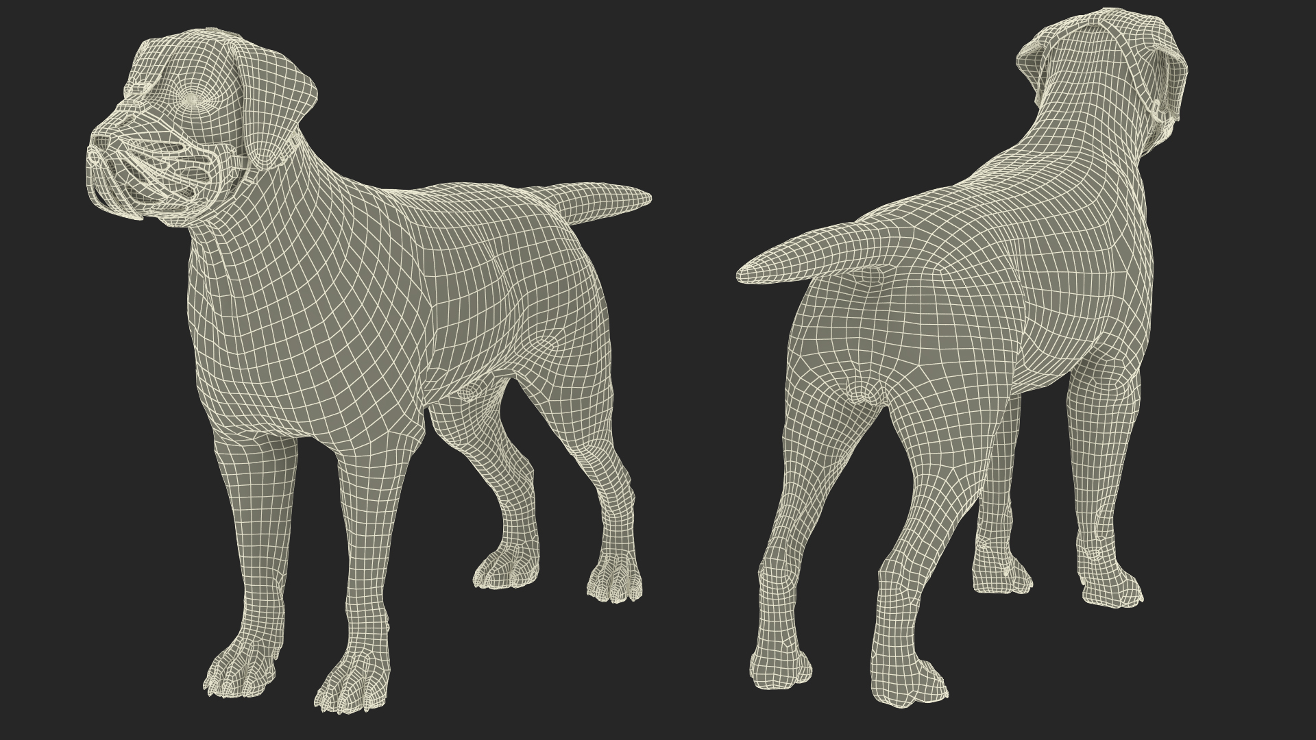 3D model Labrador Dog White with Muzzle