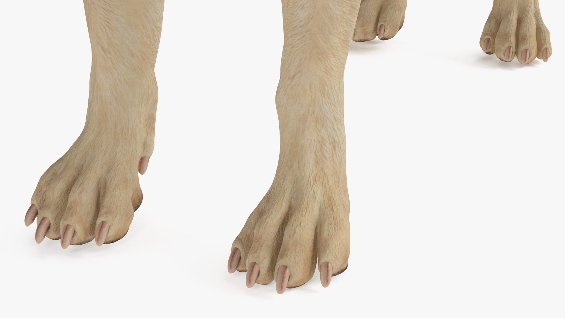 3D model Labrador Dog White with Muzzle