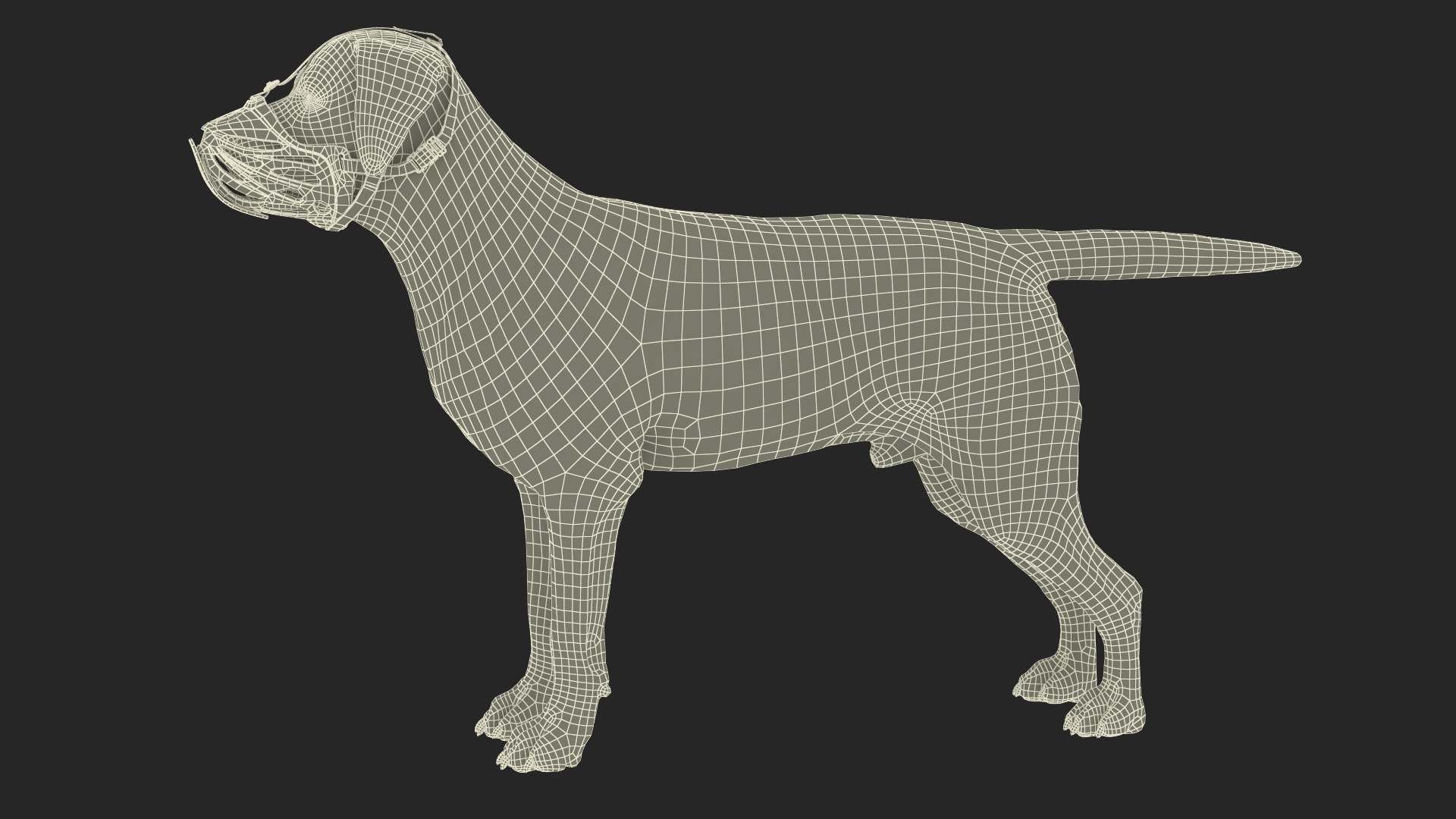 3D model Labrador Dog White with Muzzle