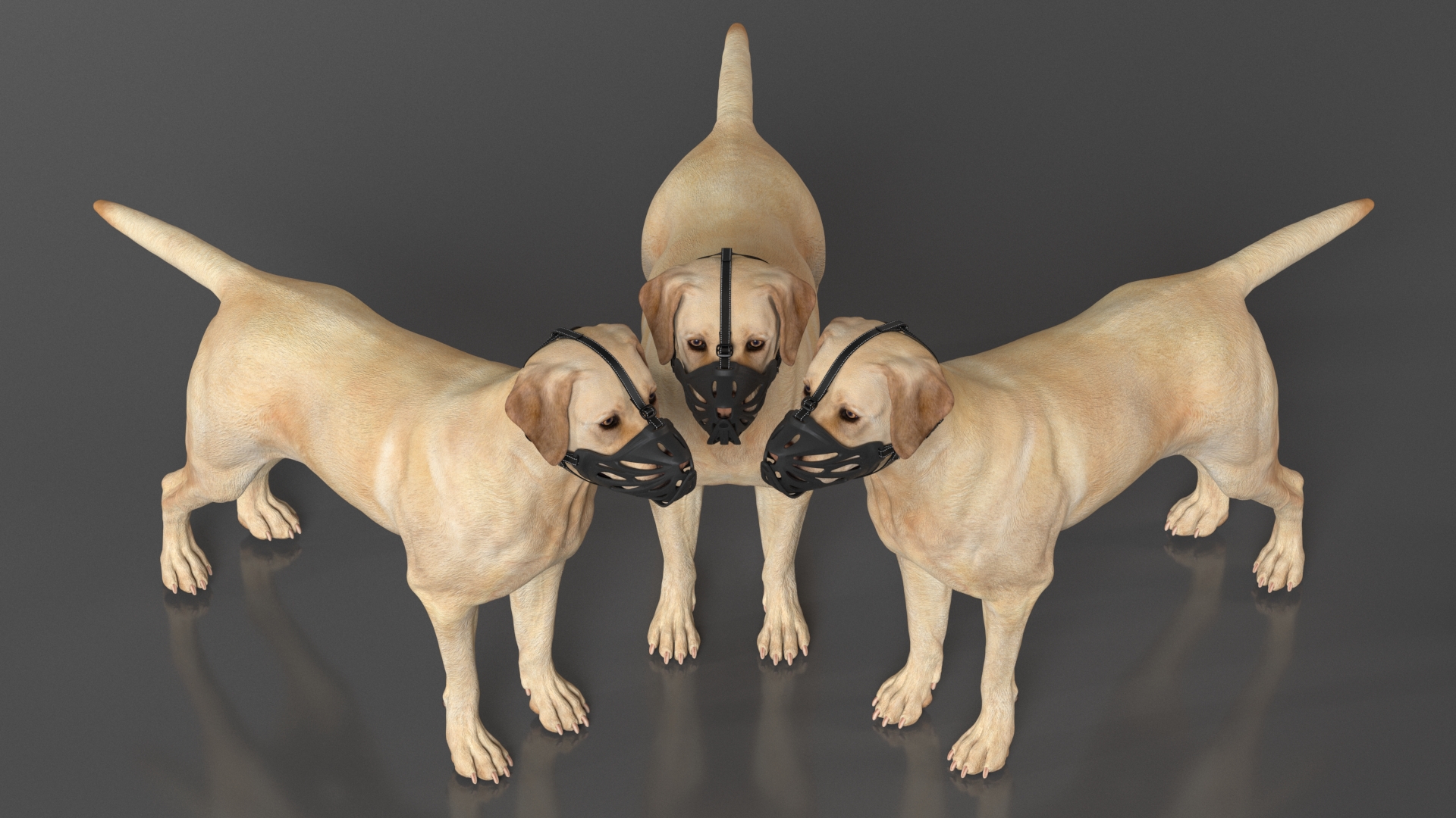 3D model Labrador Dog White with Muzzle