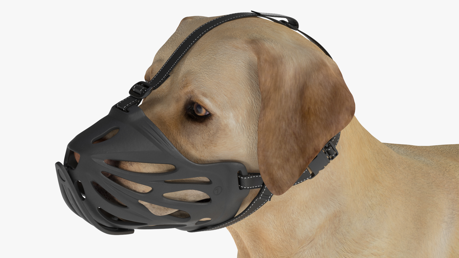 3D model Labrador Dog White with Muzzle