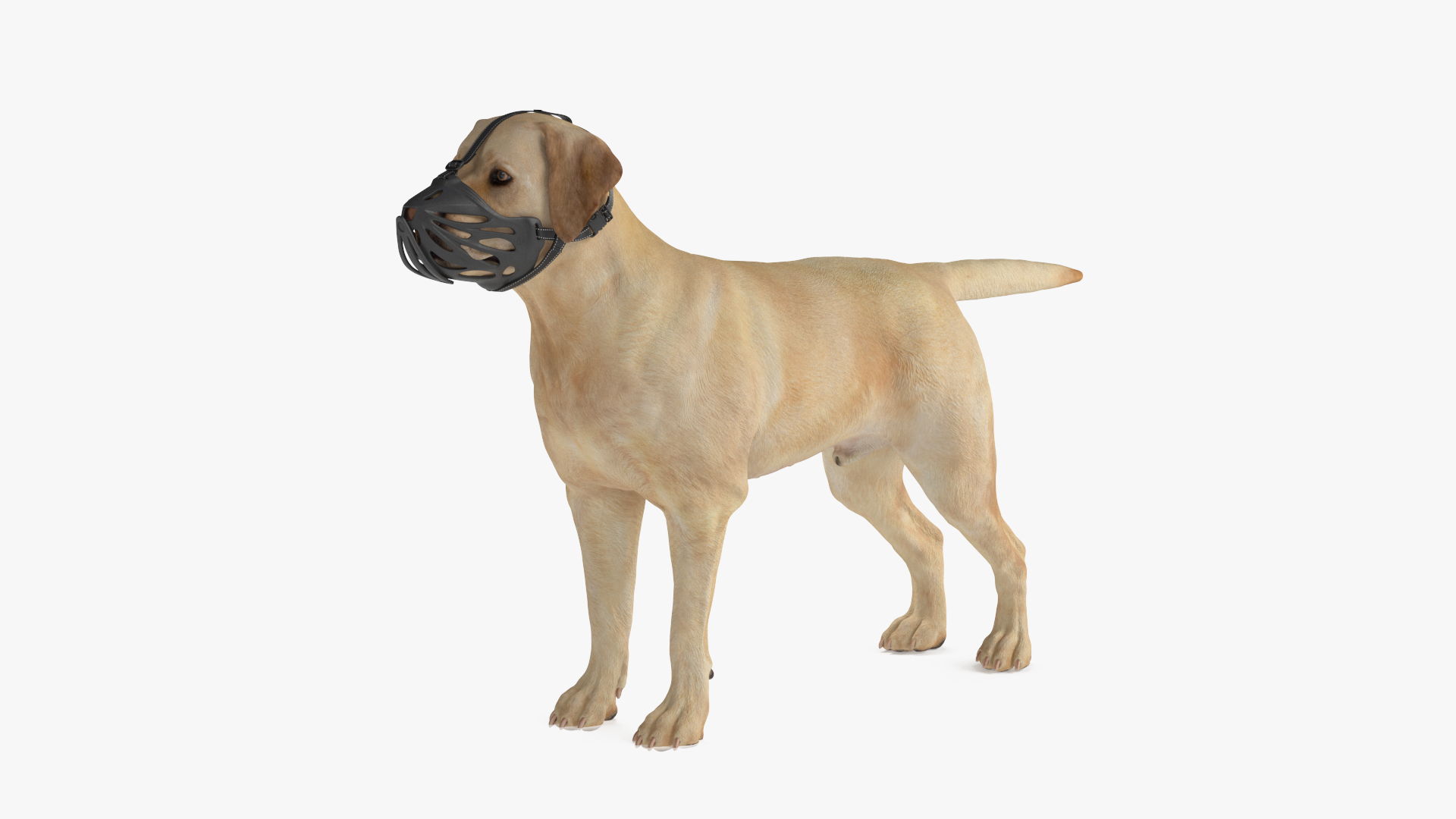 3D model Labrador Dog White with Muzzle