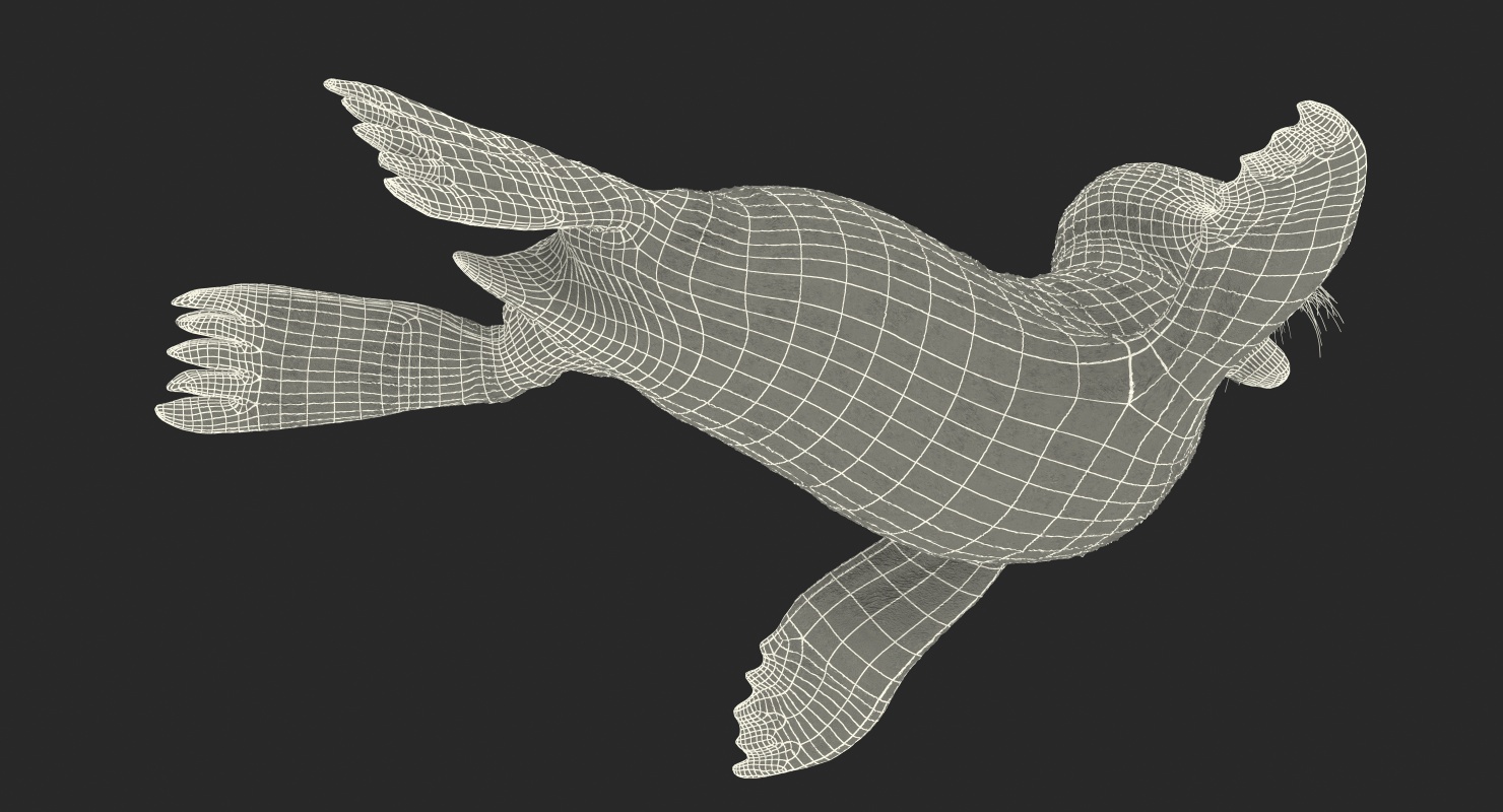 3D model Baby Sea Lion Rigged