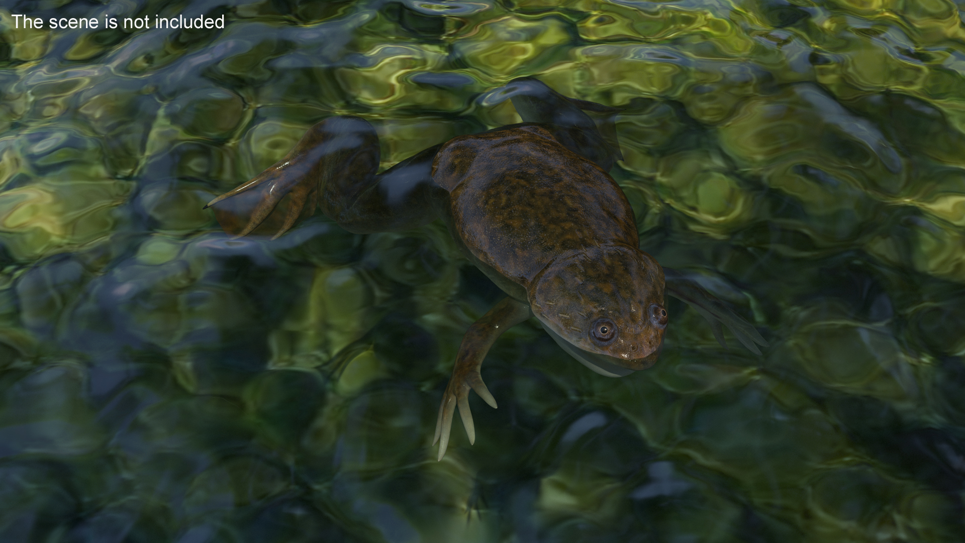 3D model African Claw-toe Frog Standard Pose