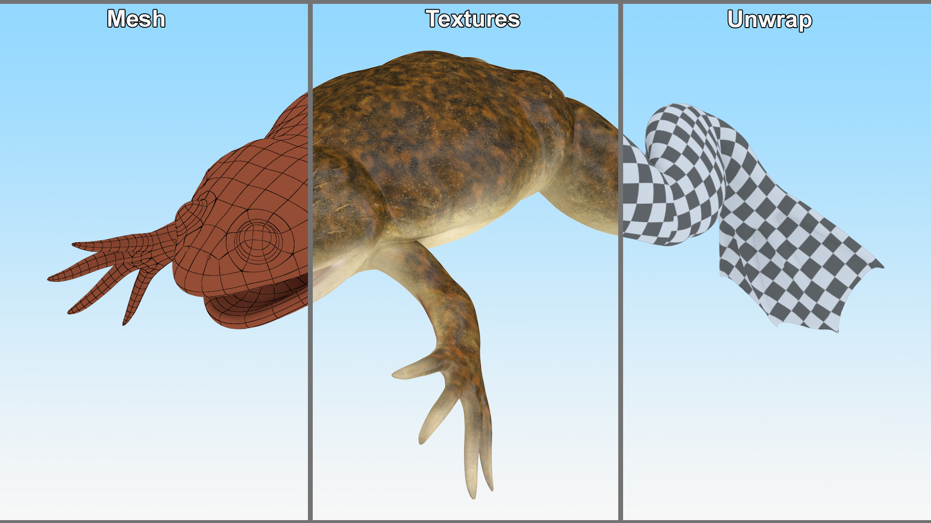 3D model African Claw-toe Frog Standard Pose
