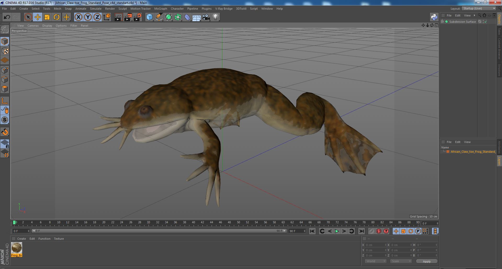 3D model African Claw-toe Frog Standard Pose