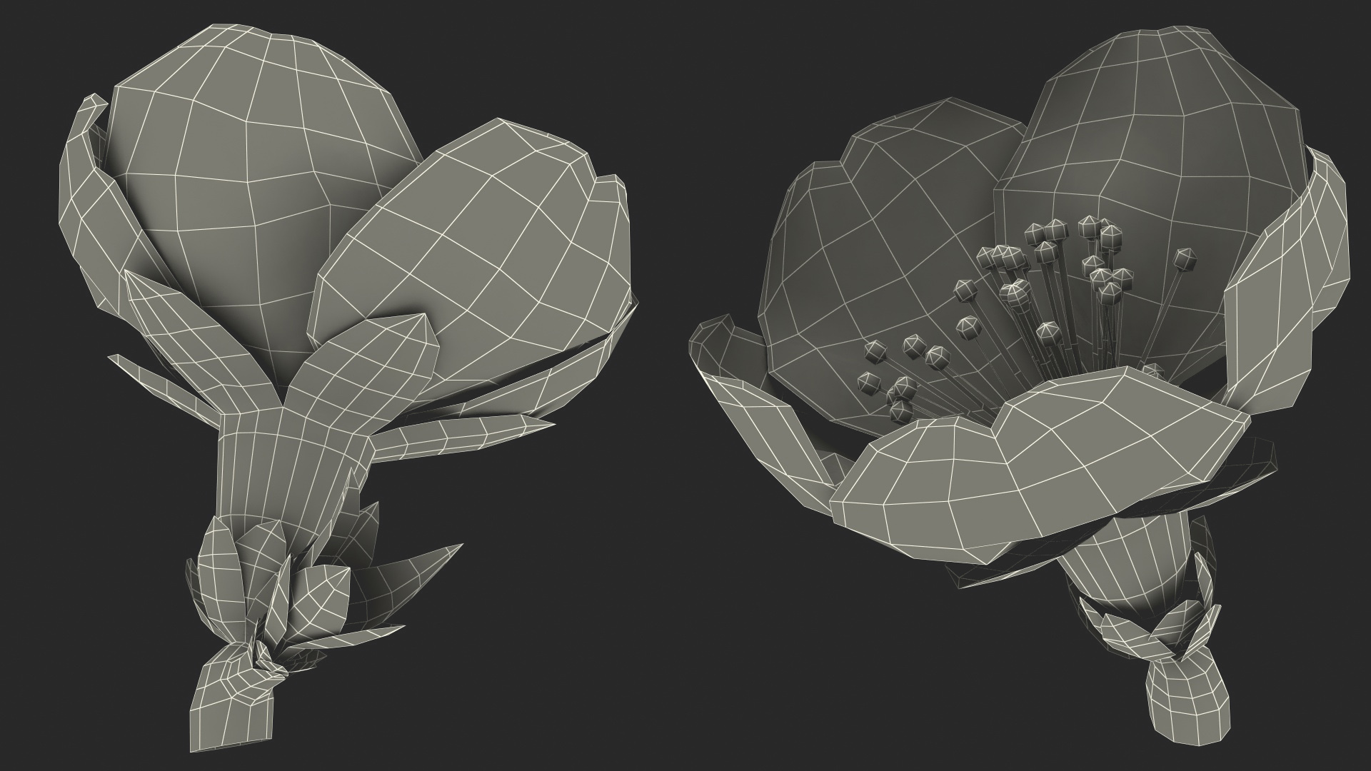3D Sakura Pink Flower model