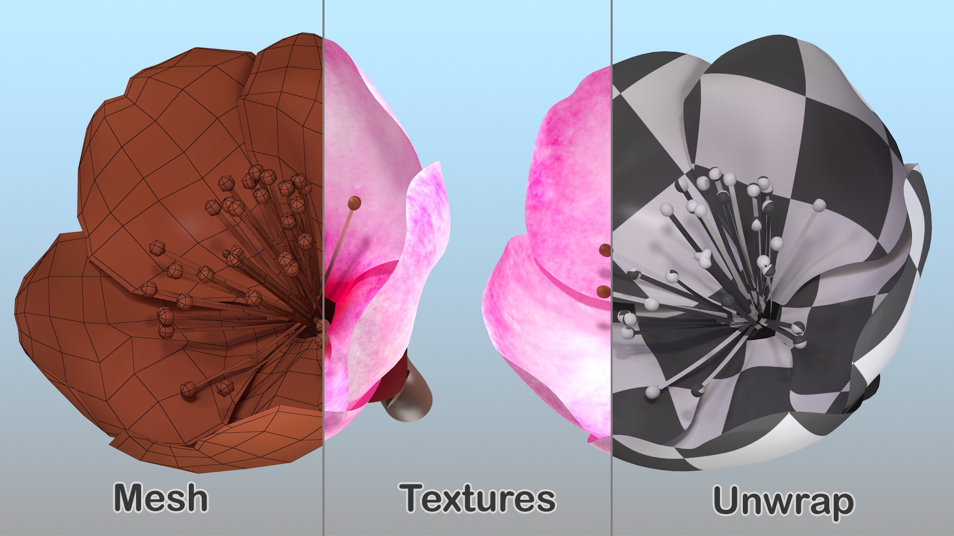 3D Sakura Pink Flower model
