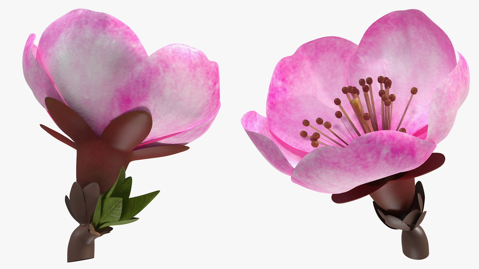3D Sakura Pink Flower model