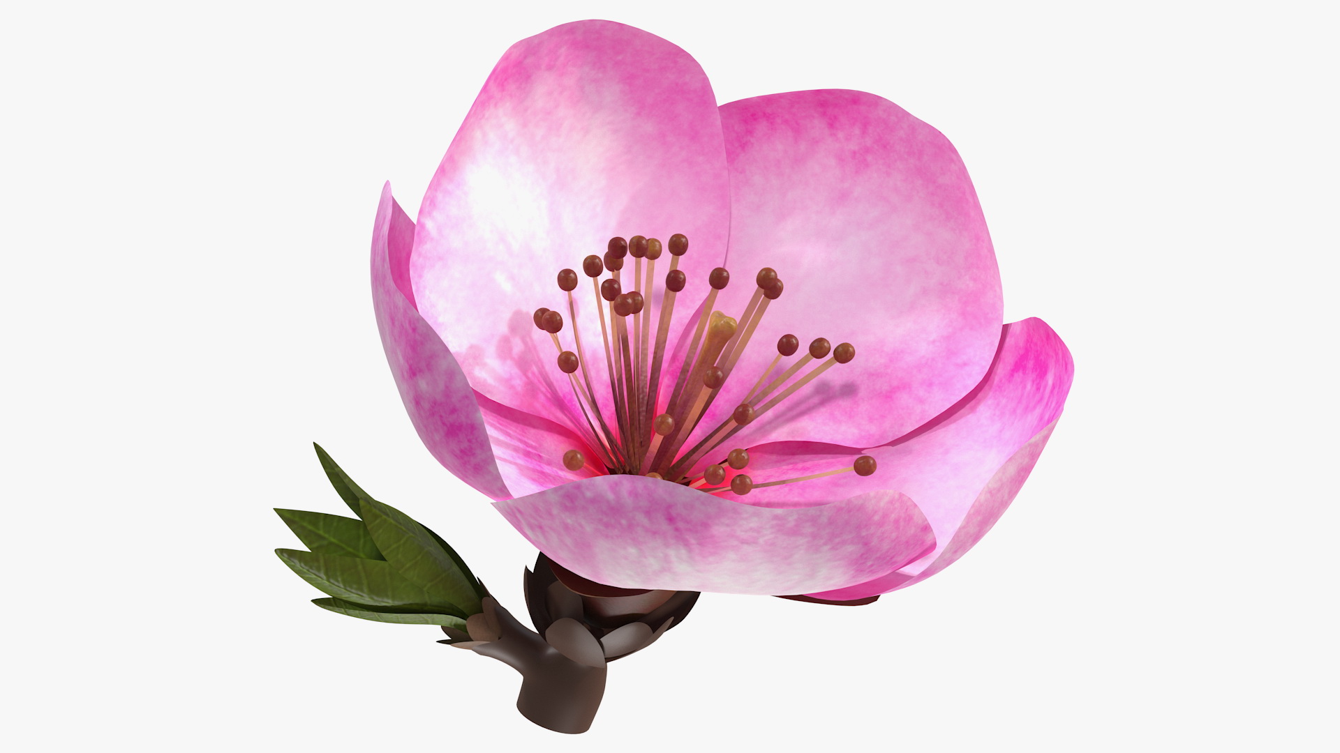 3D Sakura Pink Flower model