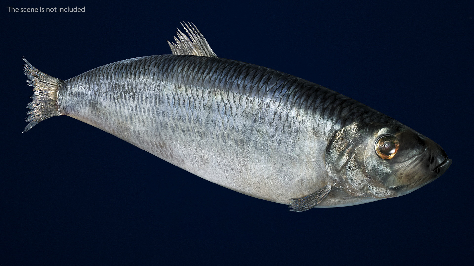 Realistic Atlantic Herring Rigged for Maya 3D
