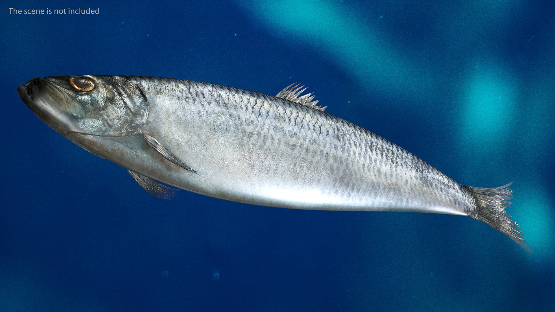 Realistic Atlantic Herring Rigged for Maya 3D