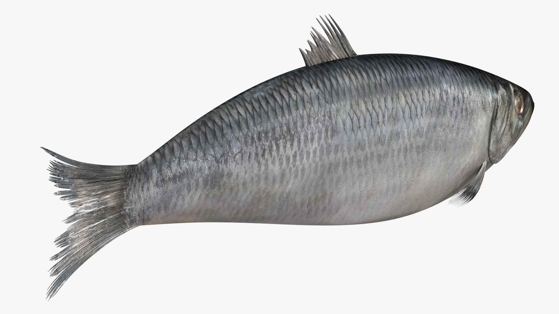 Realistic Atlantic Herring Rigged for Maya 3D