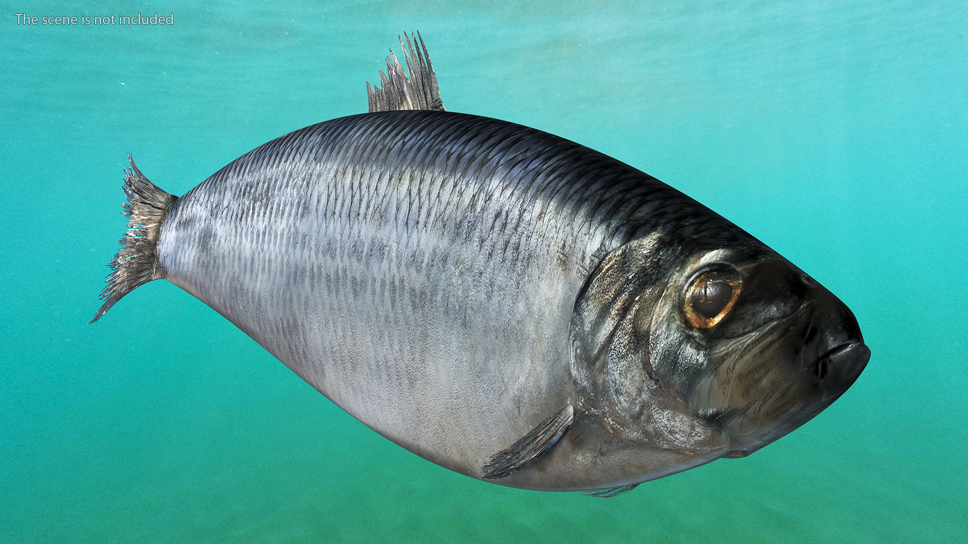 Realistic Atlantic Herring Rigged for Maya 3D