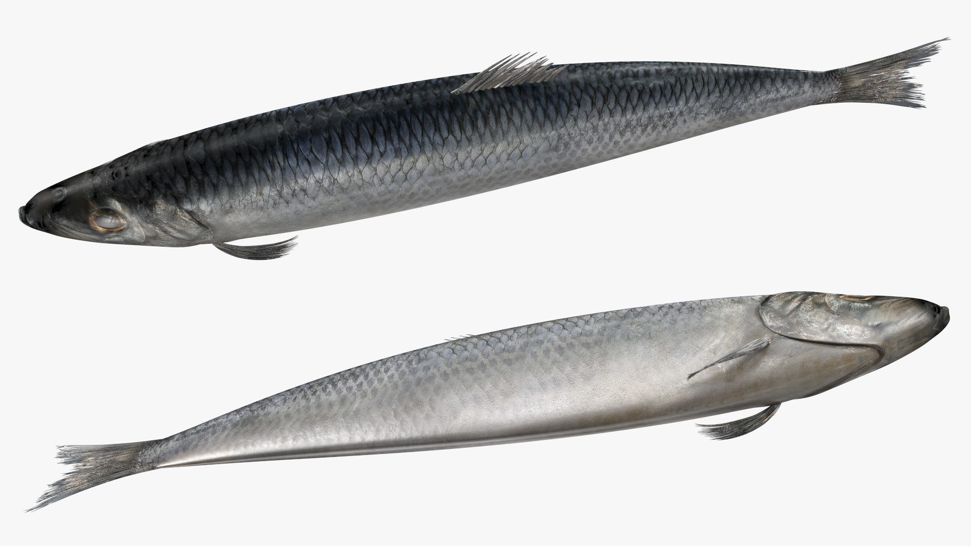 Realistic Atlantic Herring Rigged for Maya 3D
