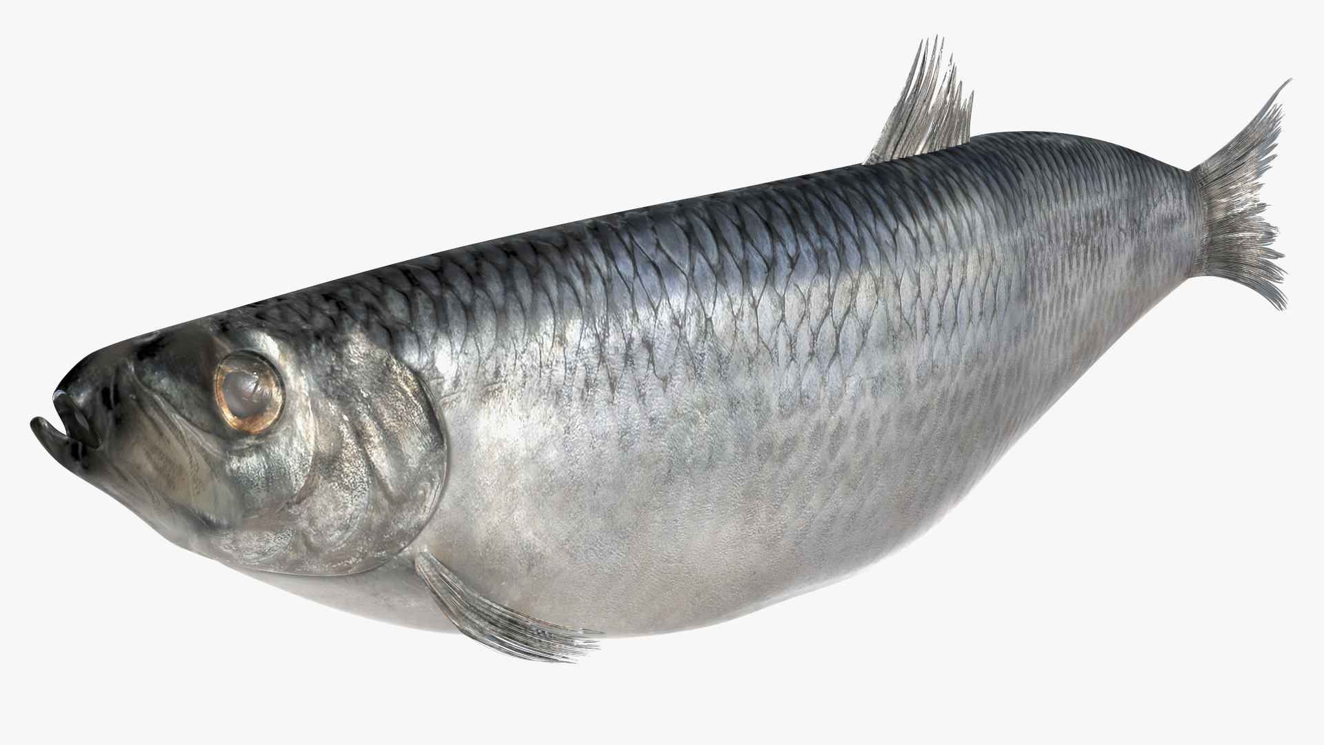 Realistic Atlantic Herring Rigged for Maya 3D