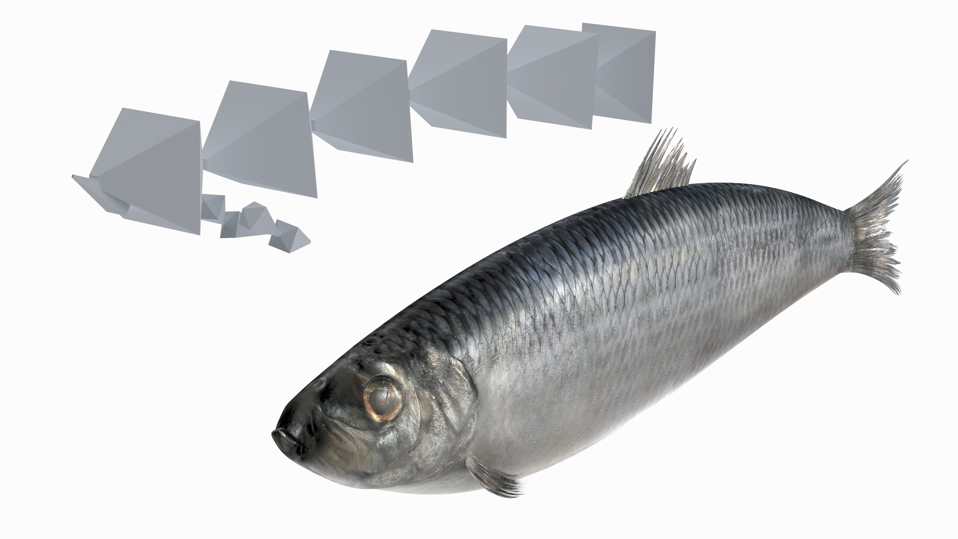 Realistic Atlantic Herring Rigged for Maya 3D