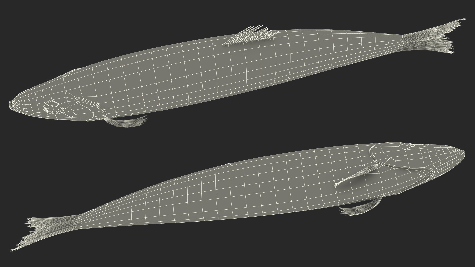 Realistic Atlantic Herring Rigged for Maya 3D