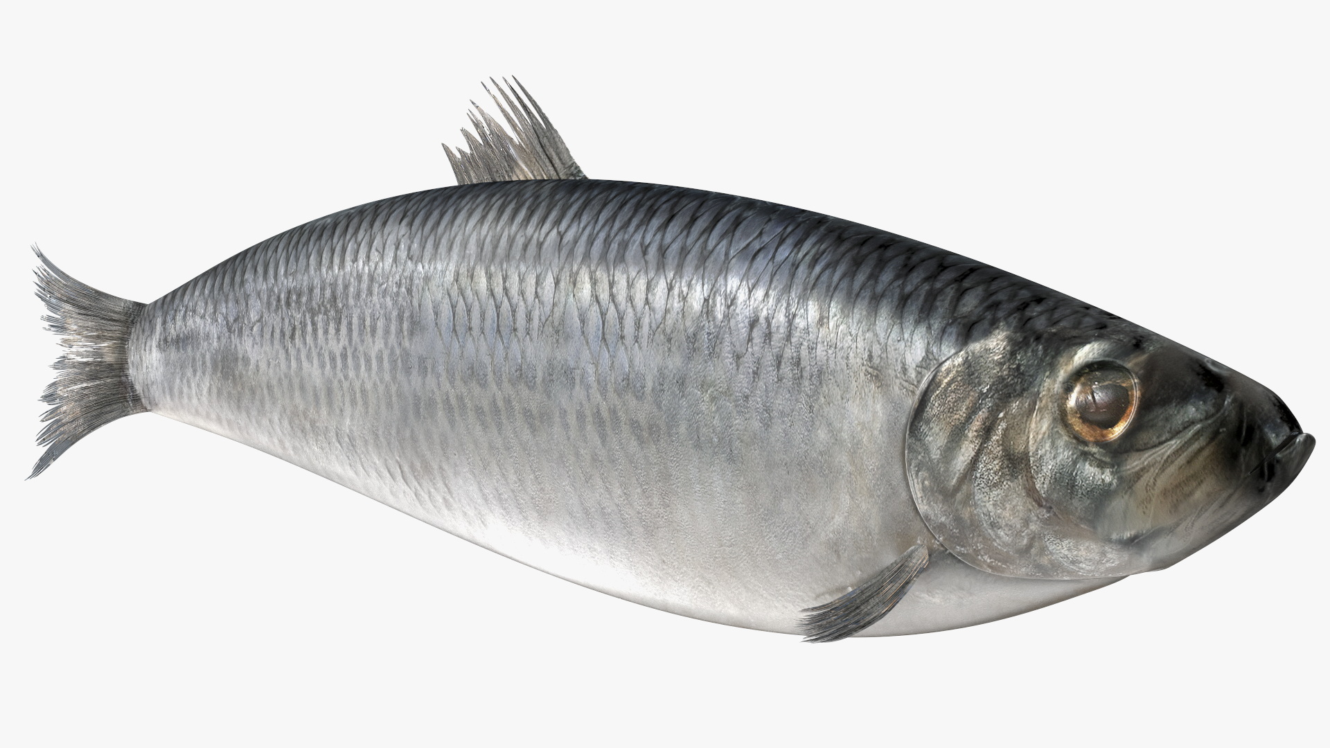Realistic Atlantic Herring Rigged for Maya 3D