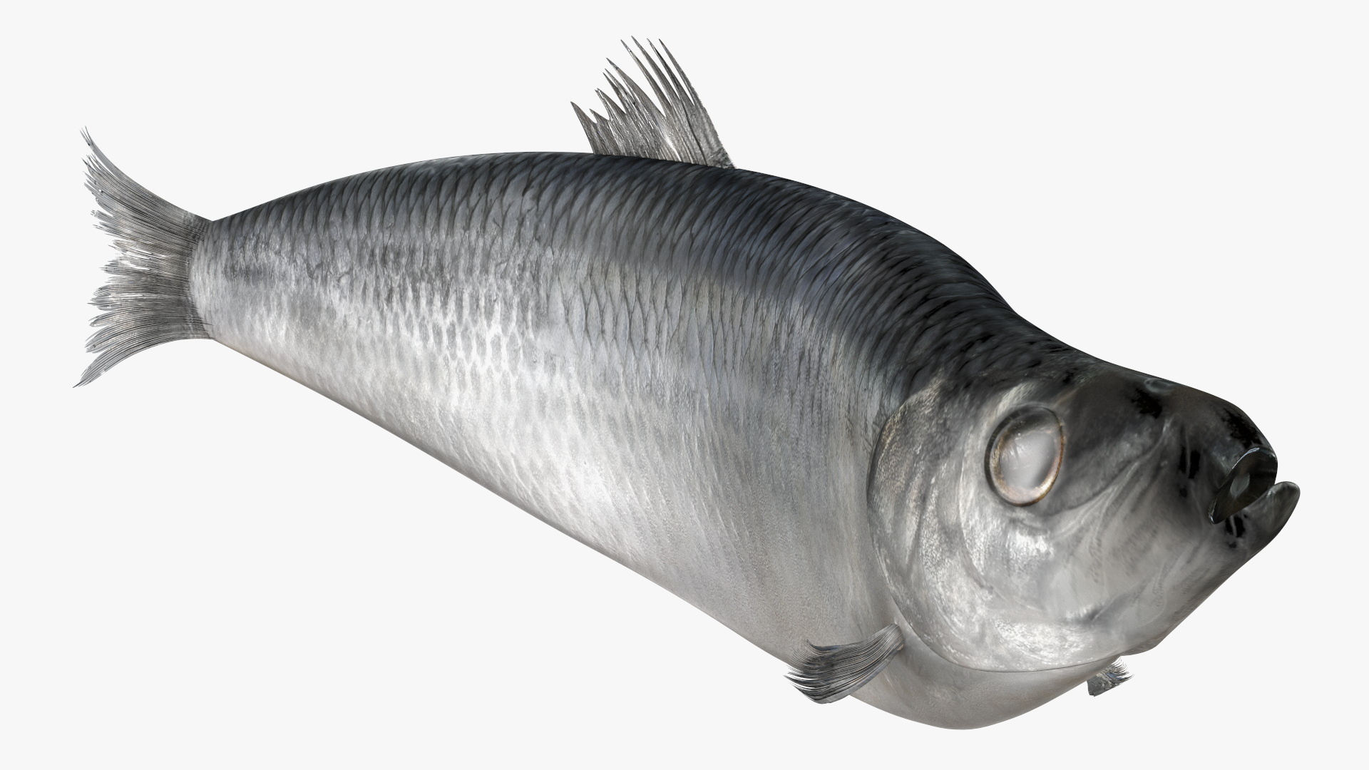 Realistic Atlantic Herring Rigged for Maya 3D