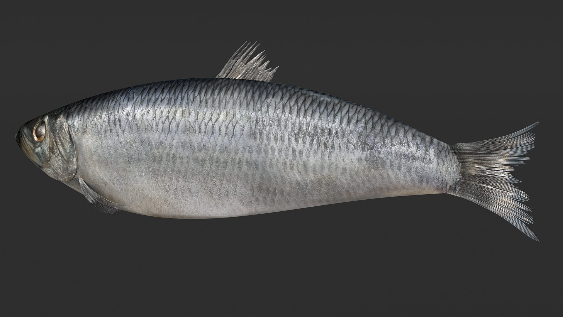 Realistic Atlantic Herring Rigged for Maya 3D