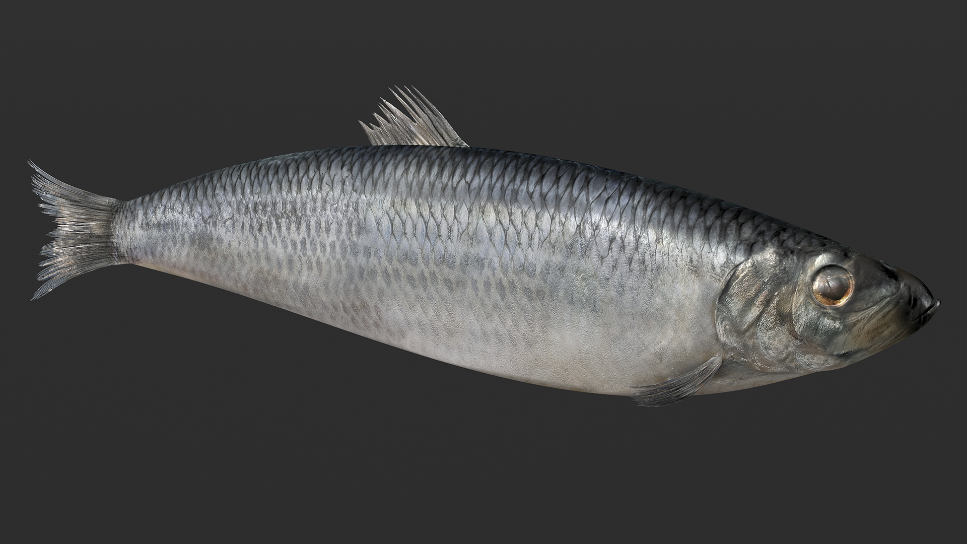 Realistic Atlantic Herring Rigged for Maya 3D