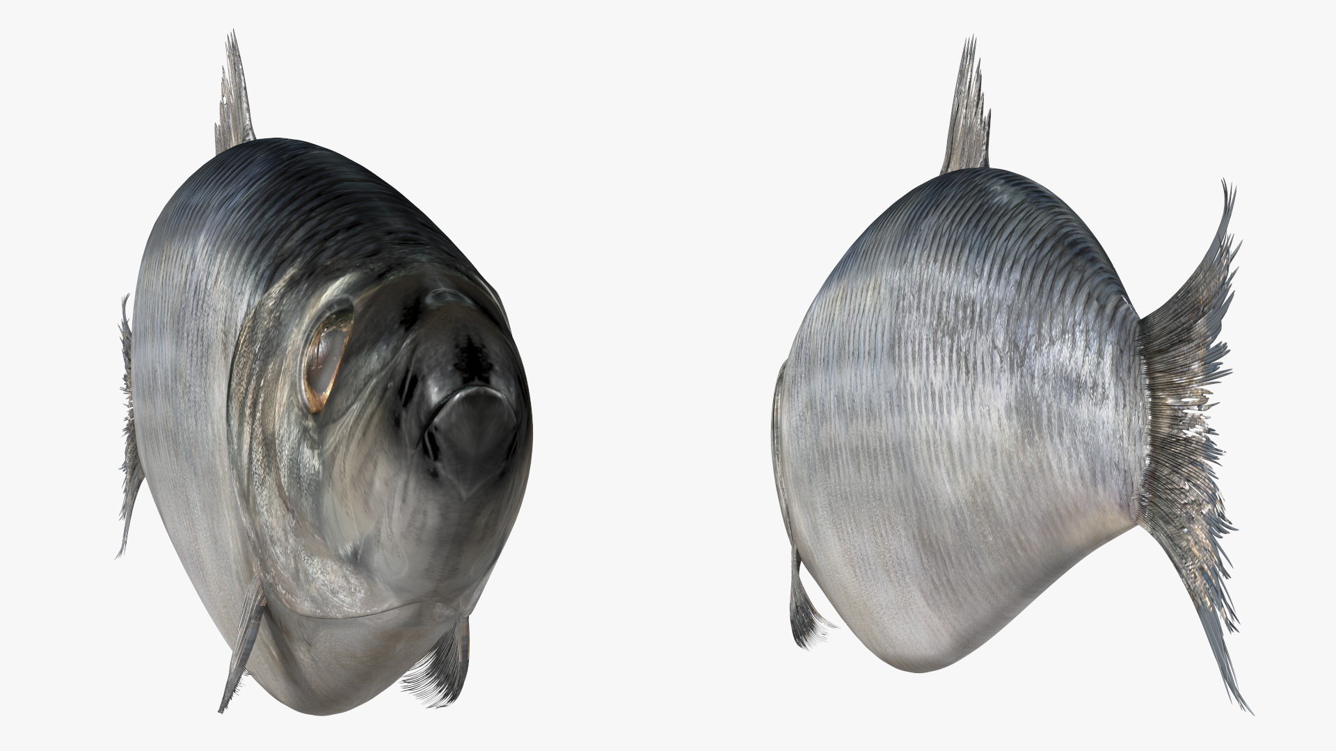 Realistic Atlantic Herring Rigged for Maya 3D