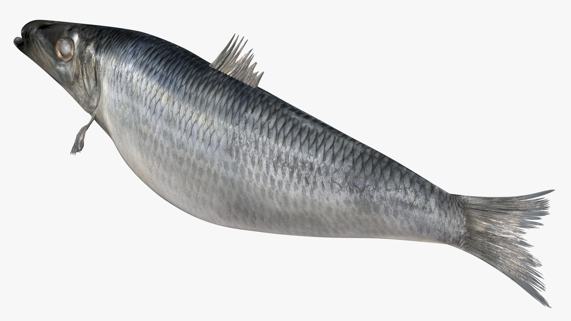 Realistic Atlantic Herring Rigged for Maya 3D