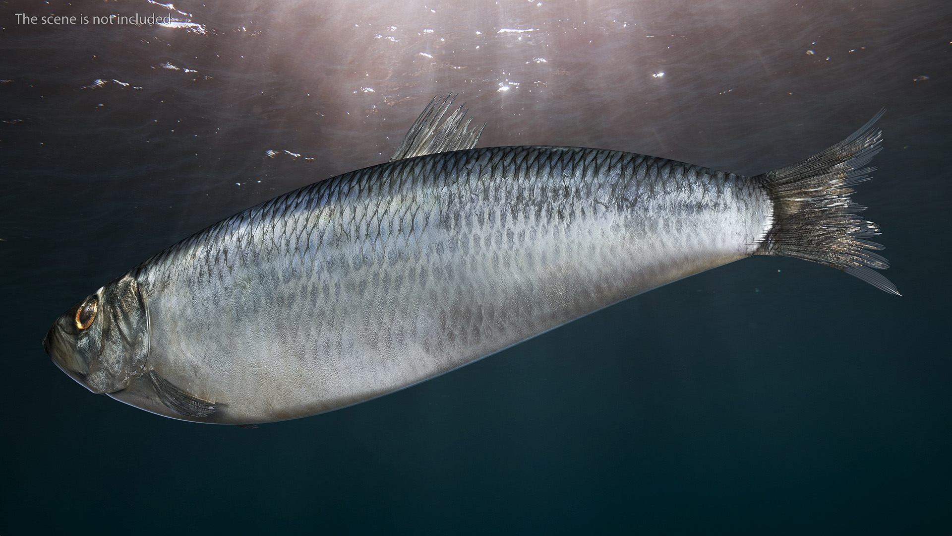 Realistic Atlantic Herring Rigged for Maya 3D