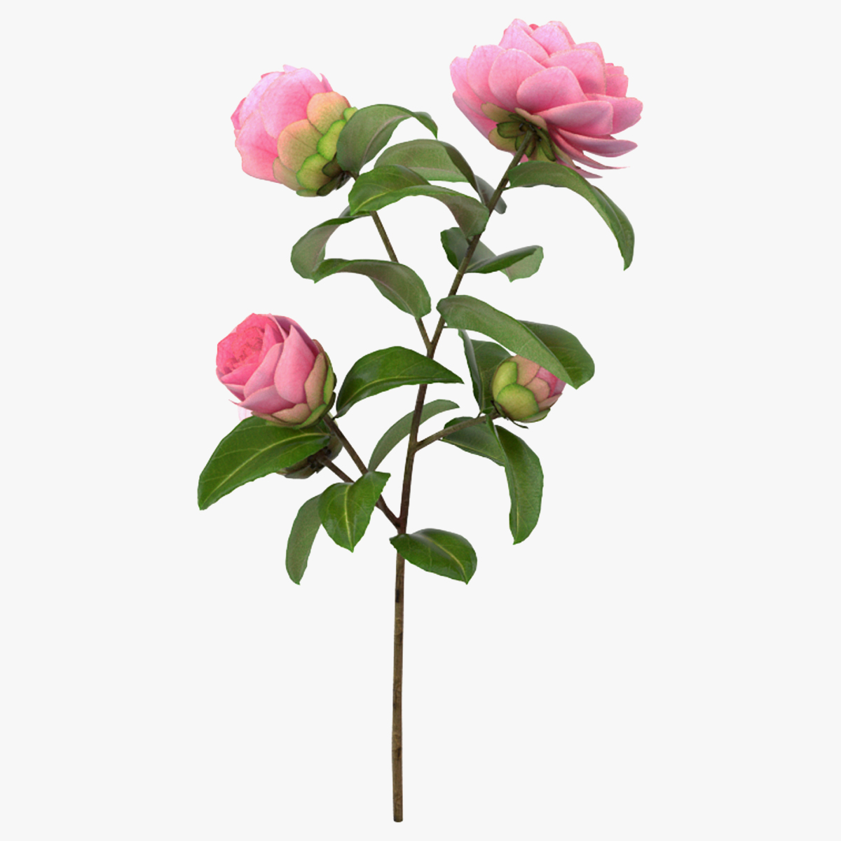 Pink Camellia