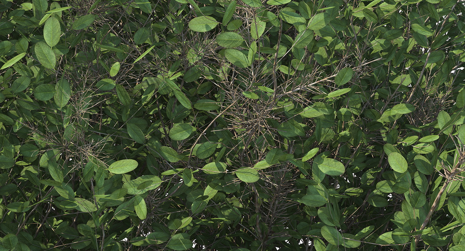 3D model Big Bush