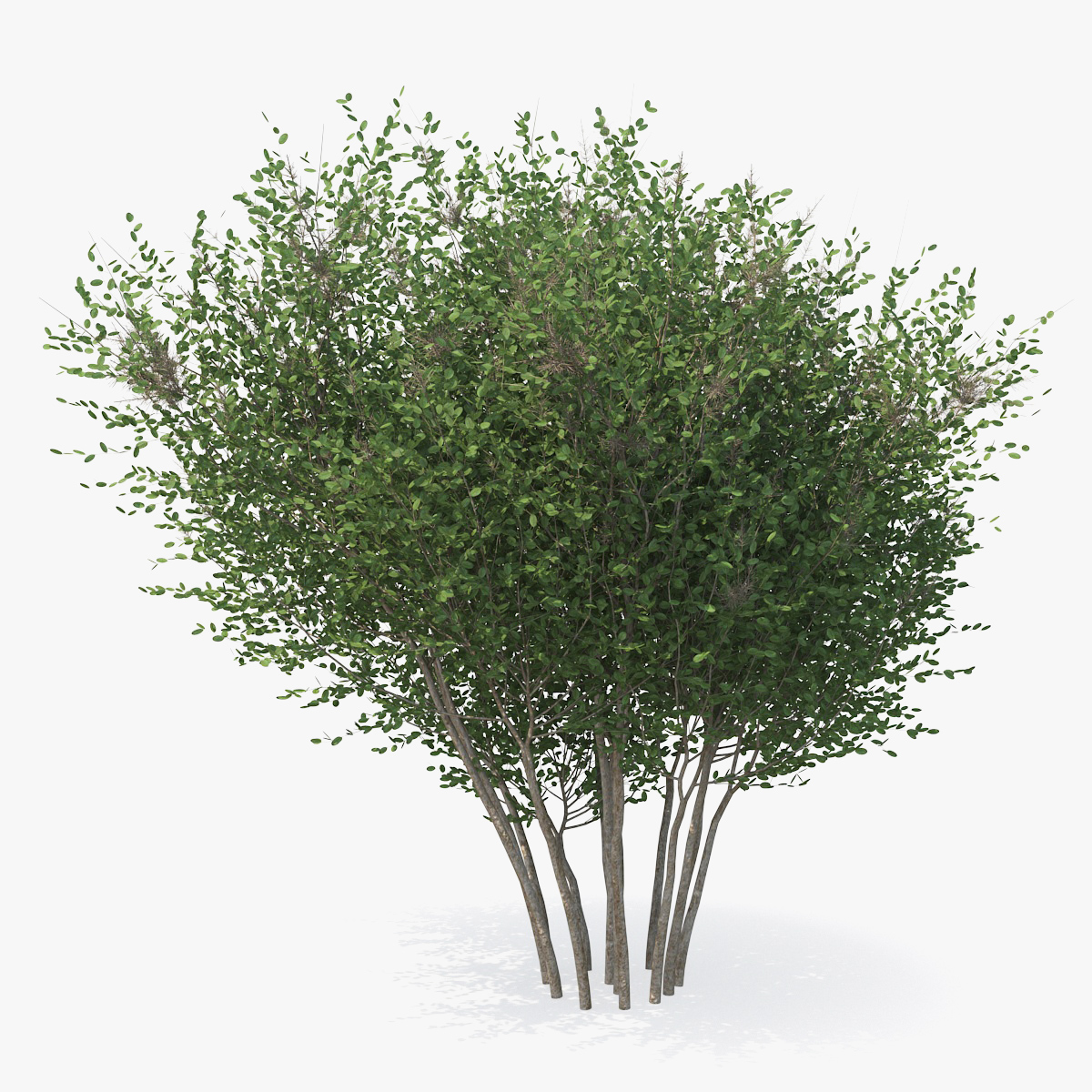 Big Bush