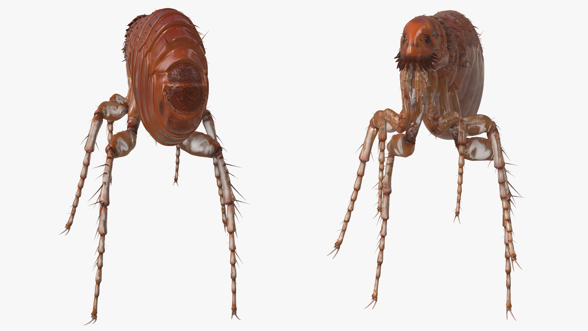3D Flea Insect