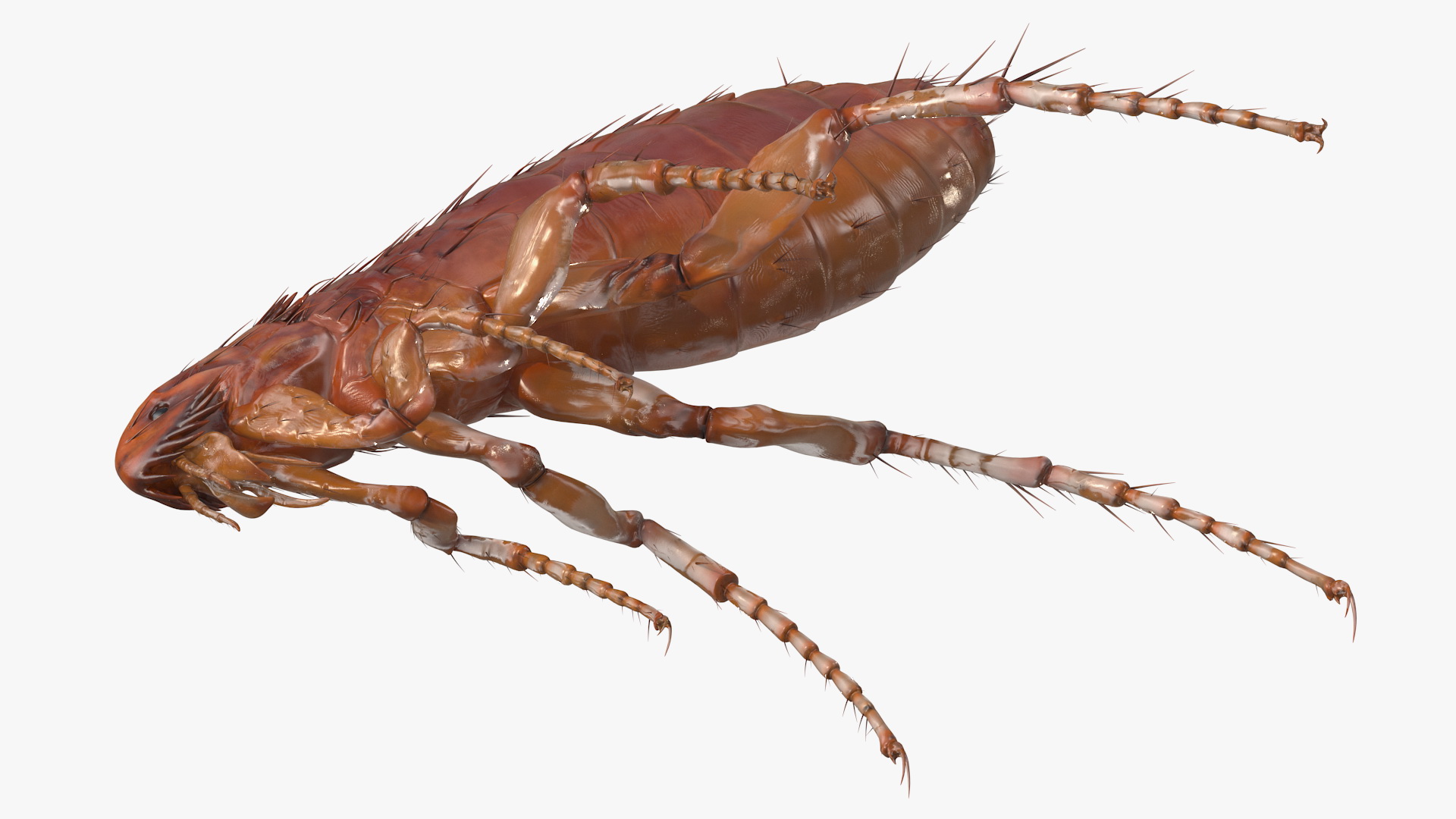 3D Flea Insect