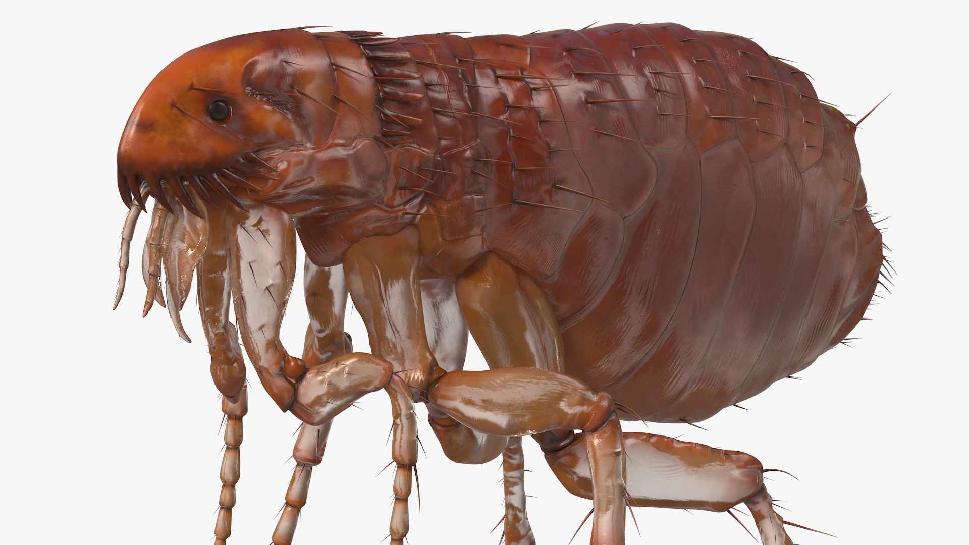 3D Flea Insect