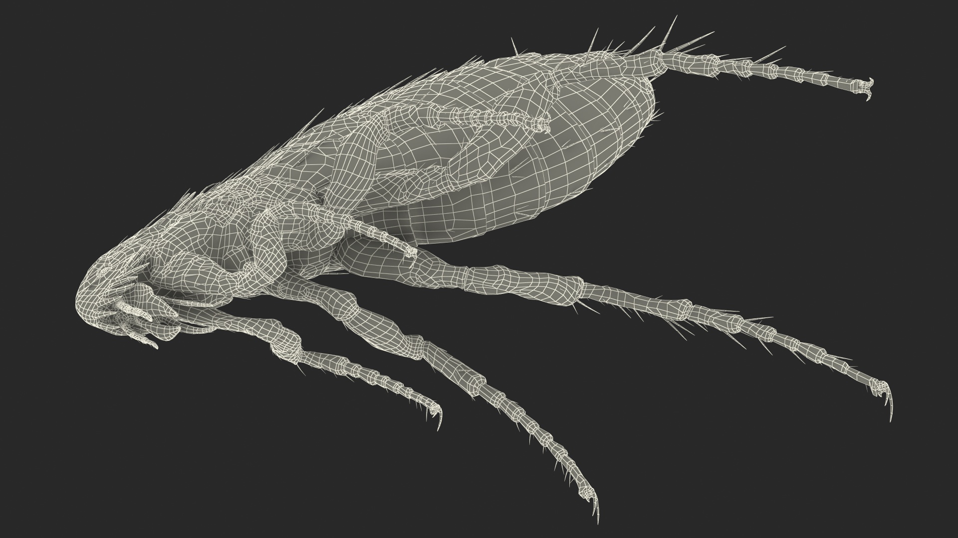 3D Flea Insect