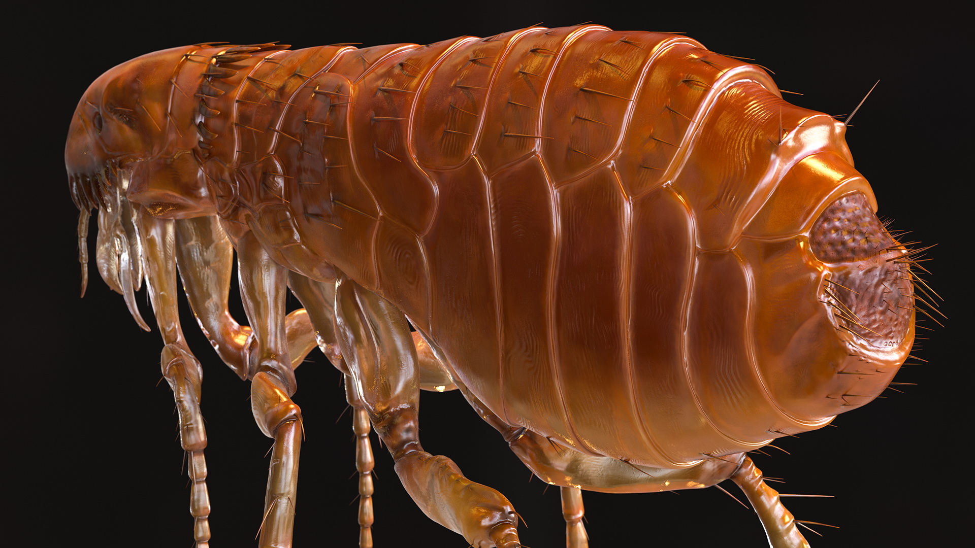 3D Flea Insect