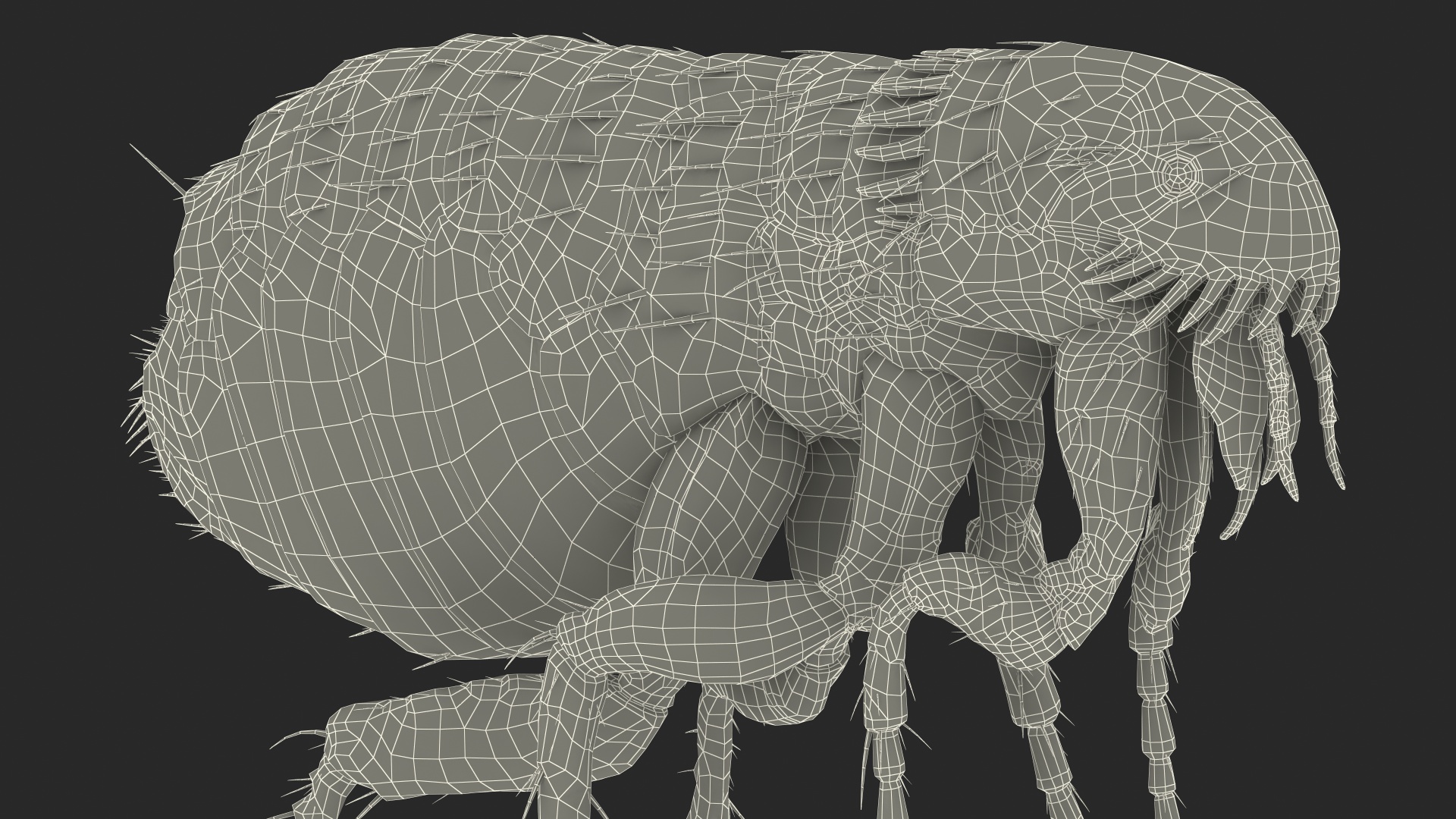 3D Flea Insect