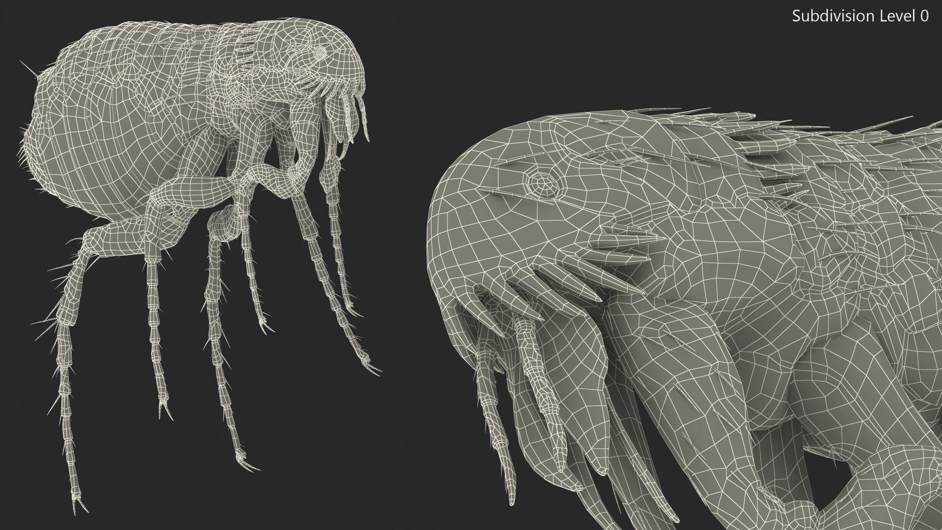 3D Flea Insect