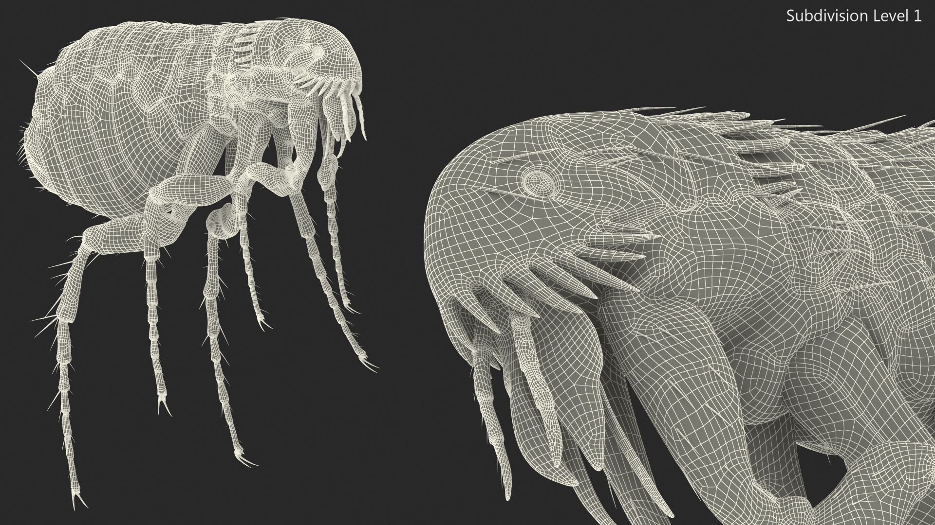 3D Flea Insect