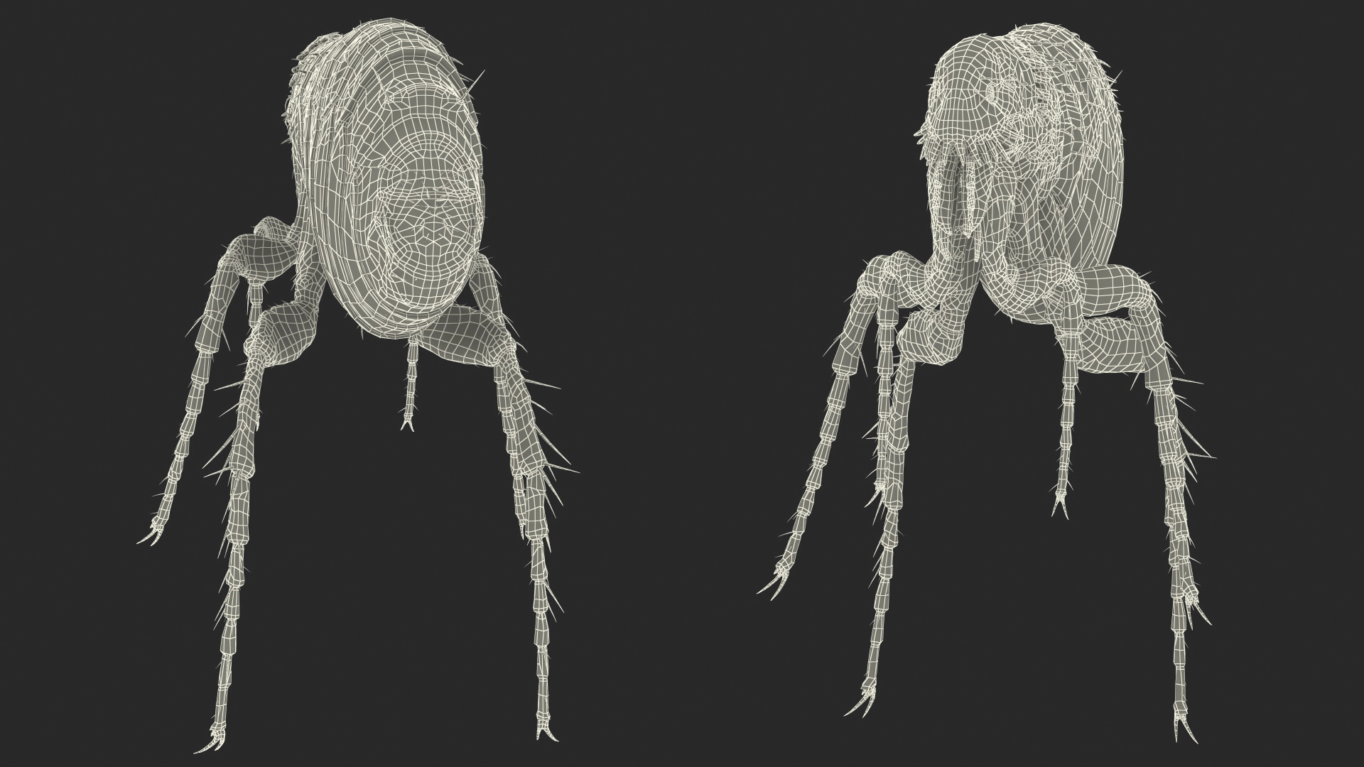 3D Flea Insect