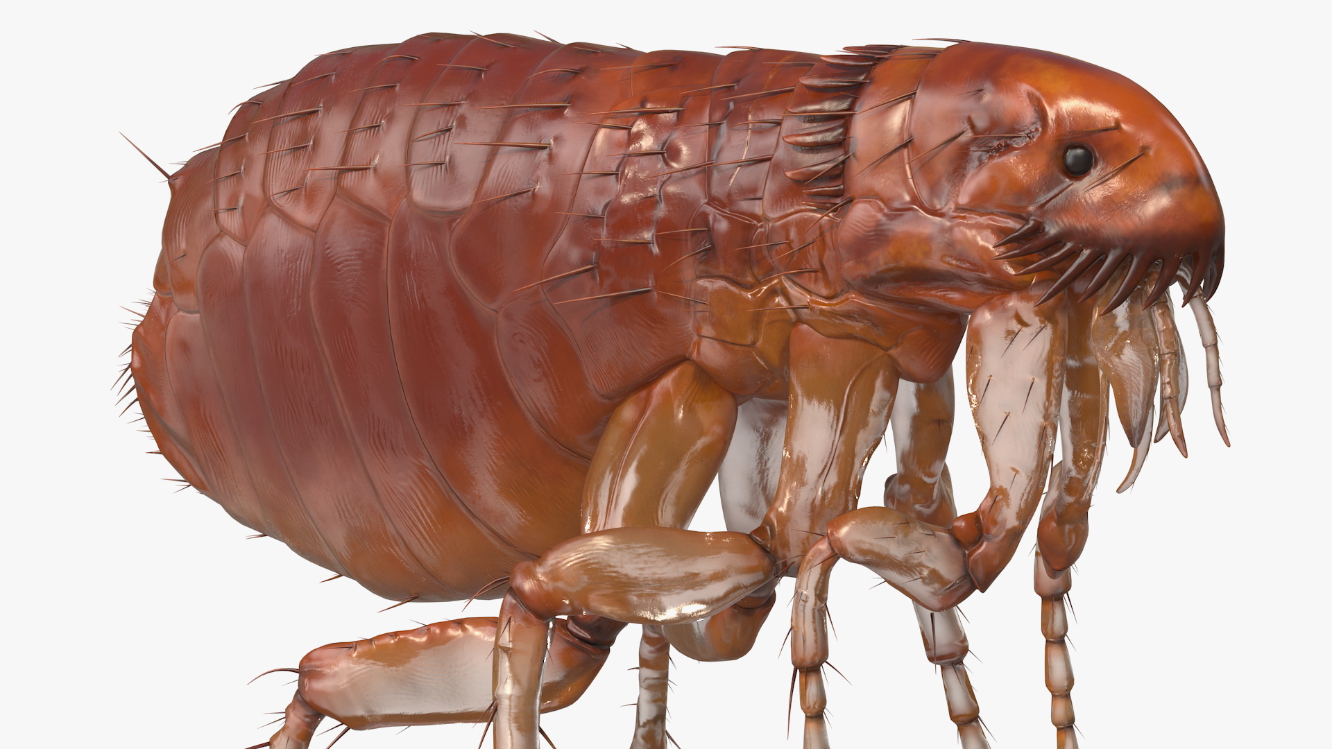 3D Flea Insect
