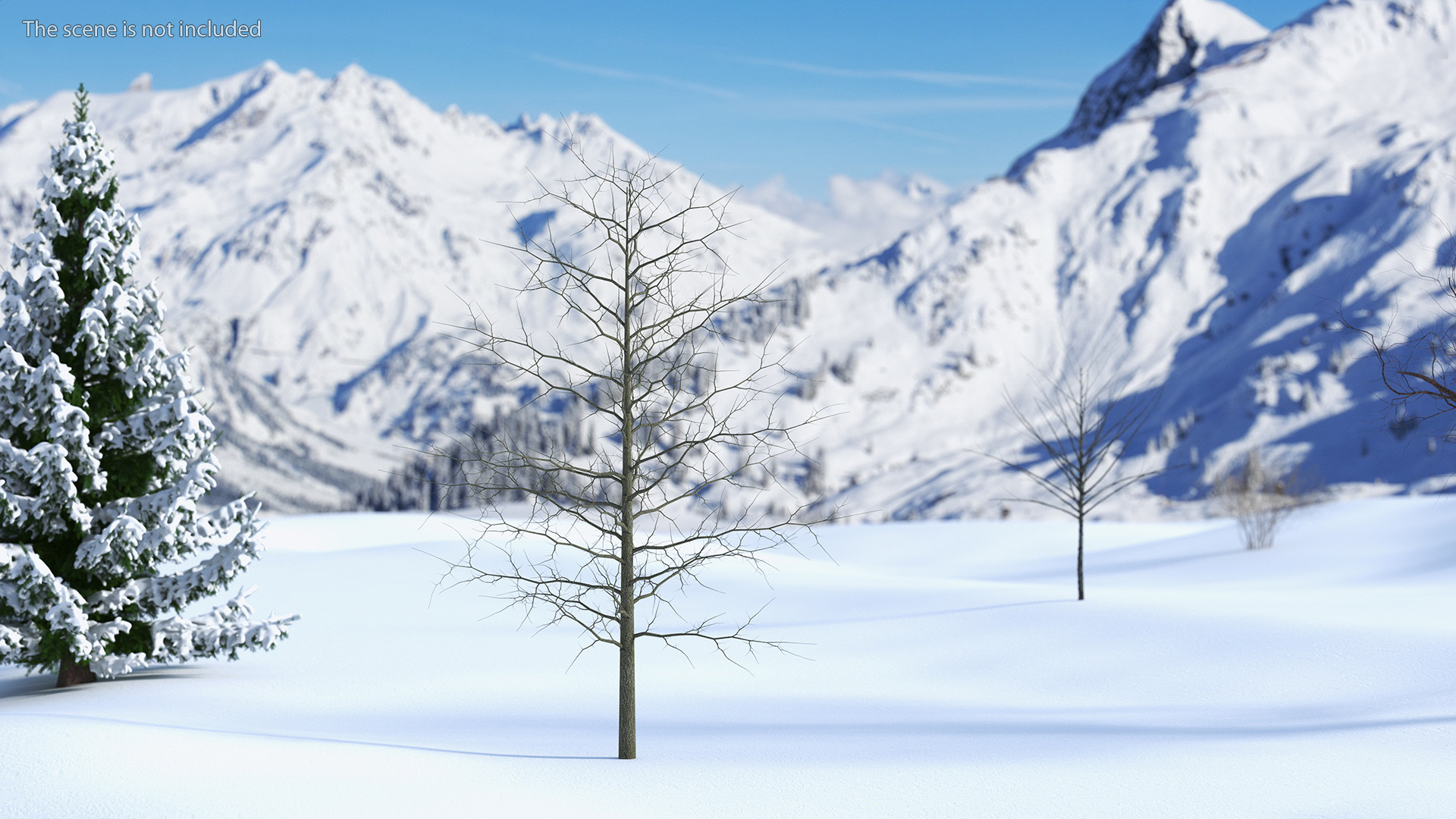 3D model Winter Bare Oak Tree