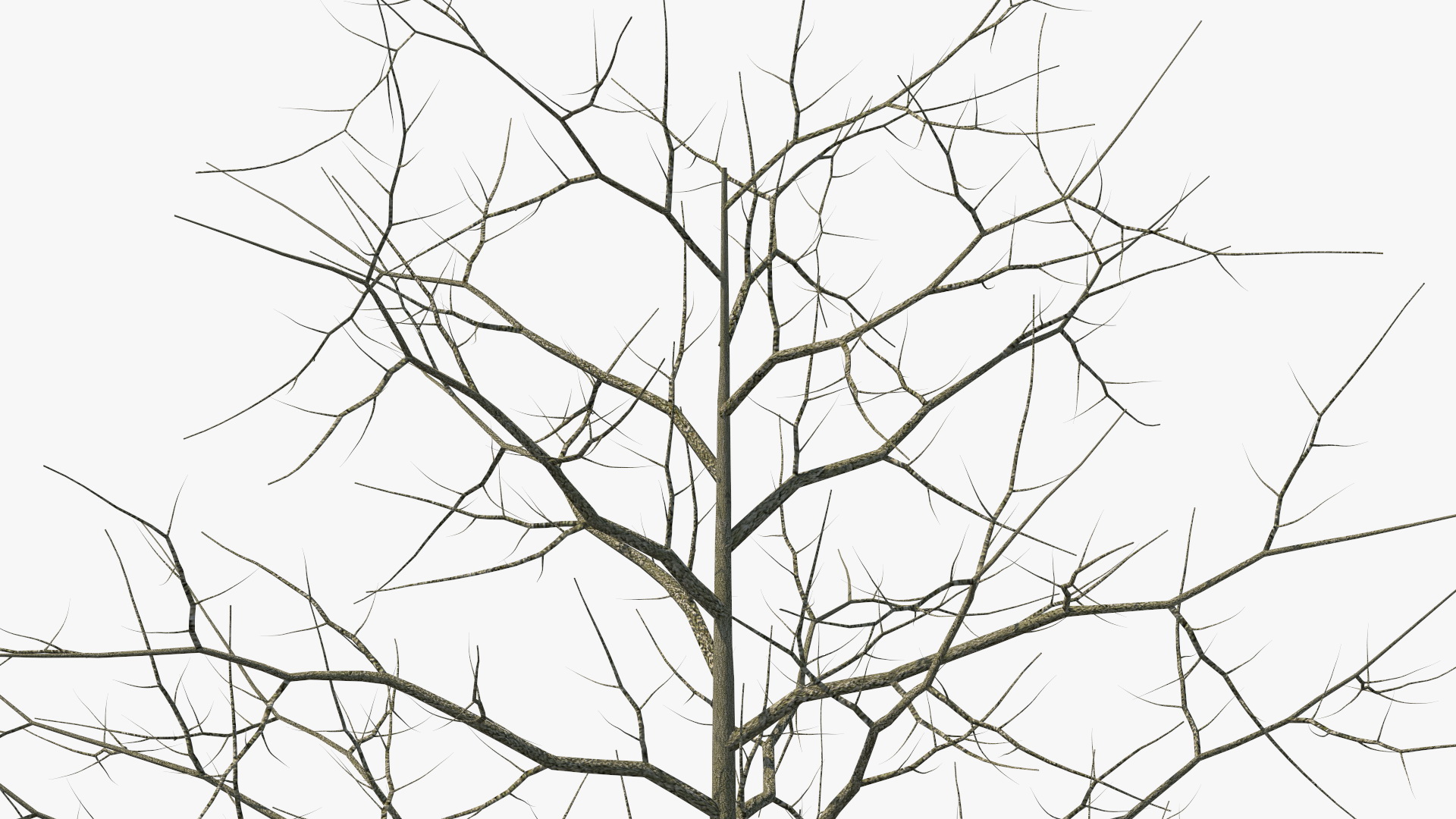 3D model Winter Bare Oak Tree
