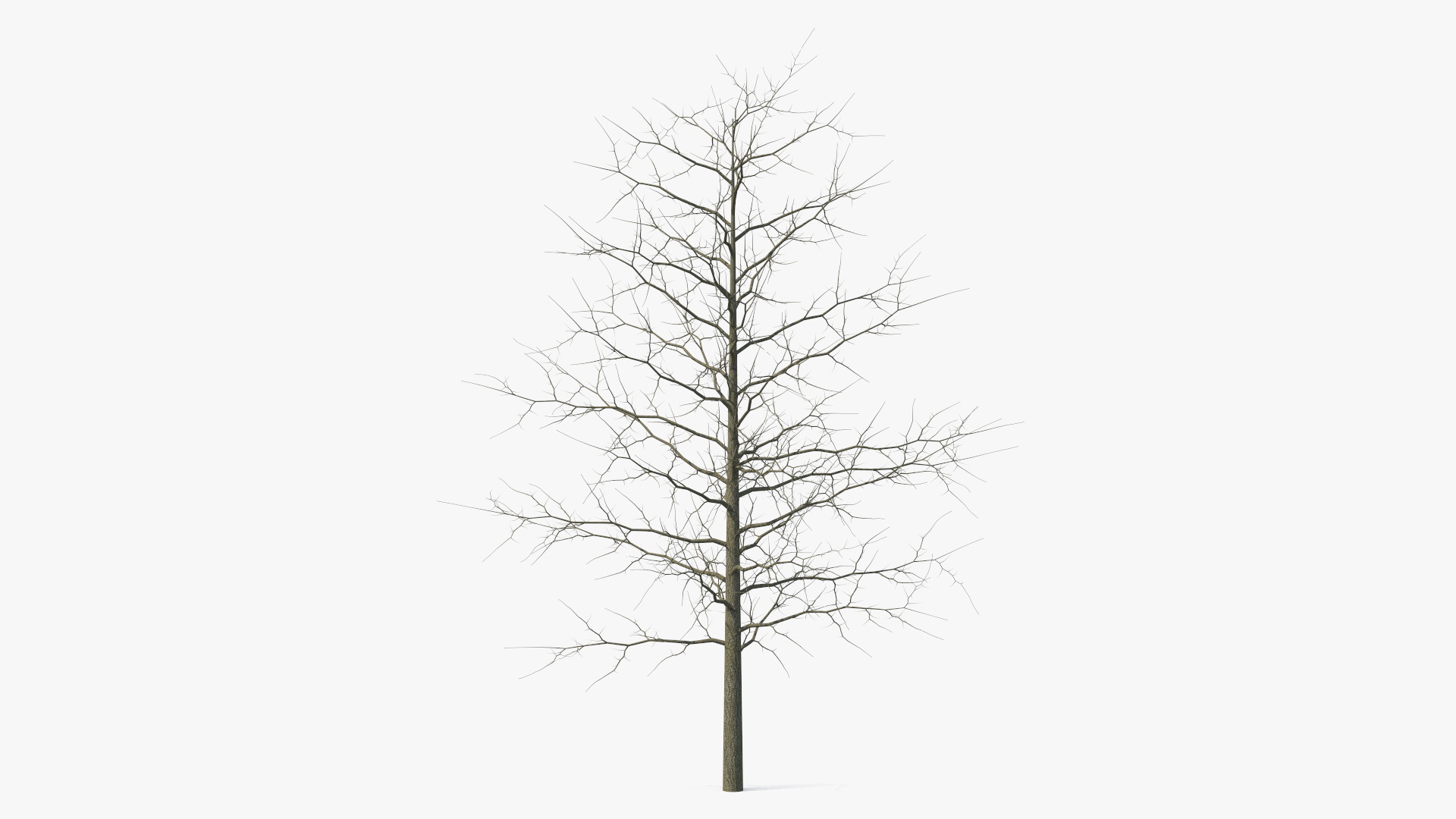 3D model Winter Bare Oak Tree