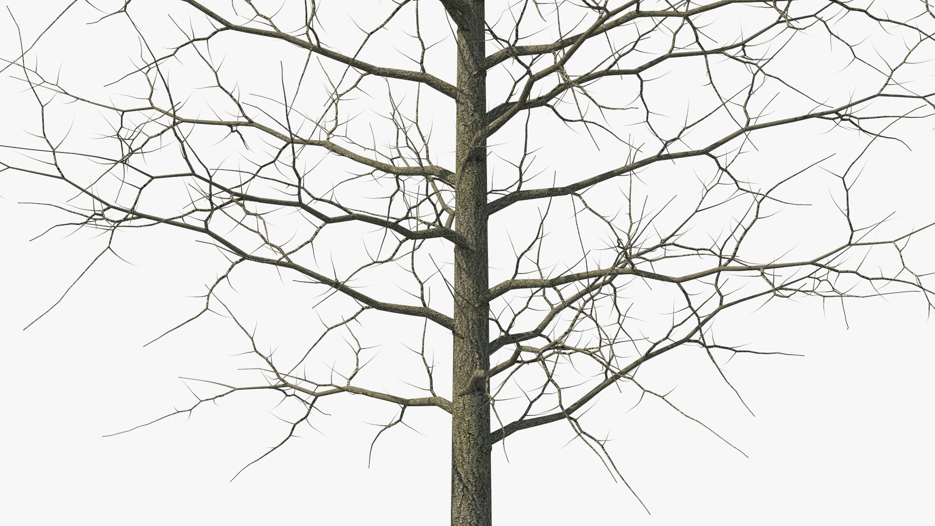 3D model Winter Bare Oak Tree