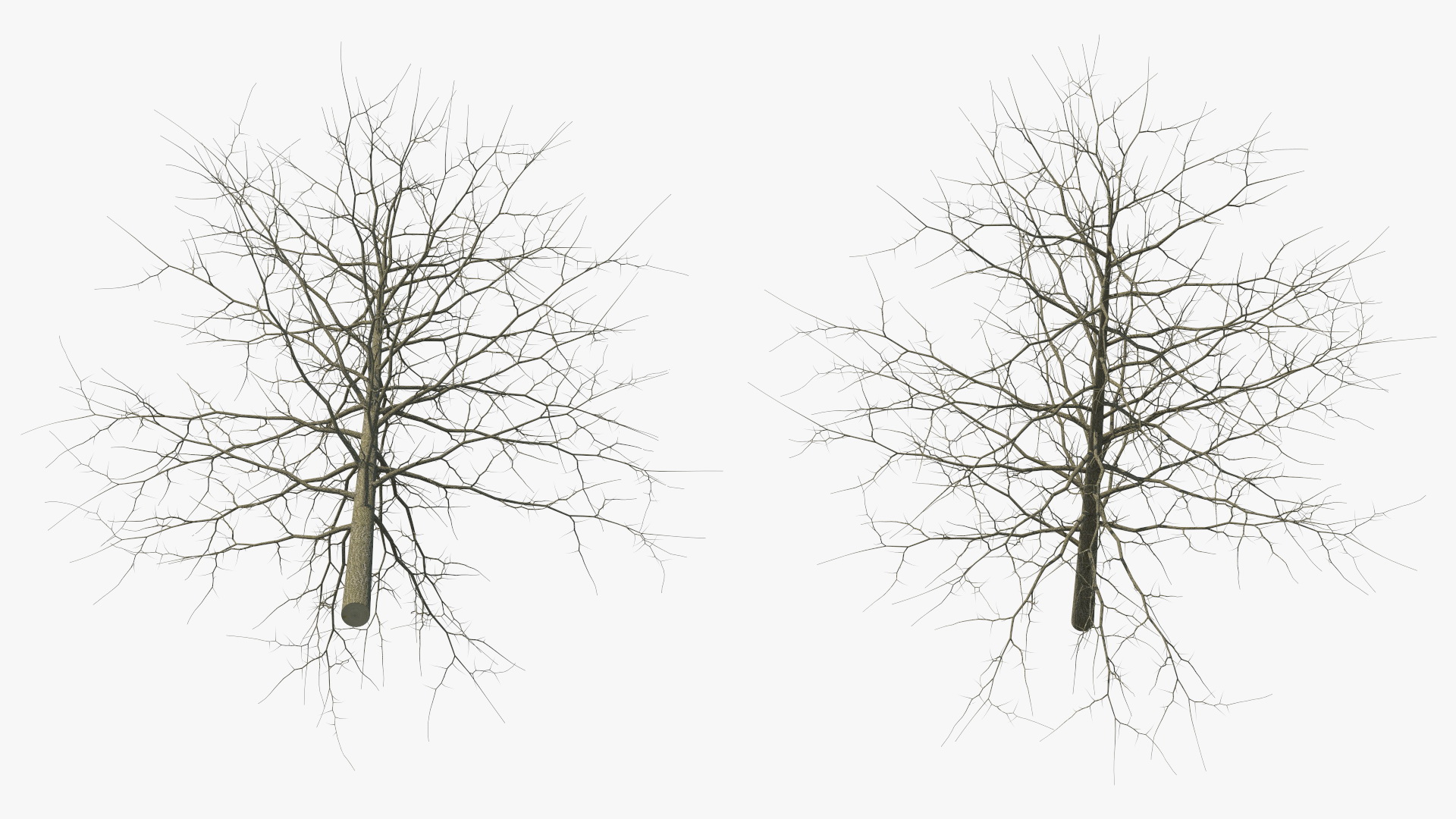 3D model Winter Bare Oak Tree