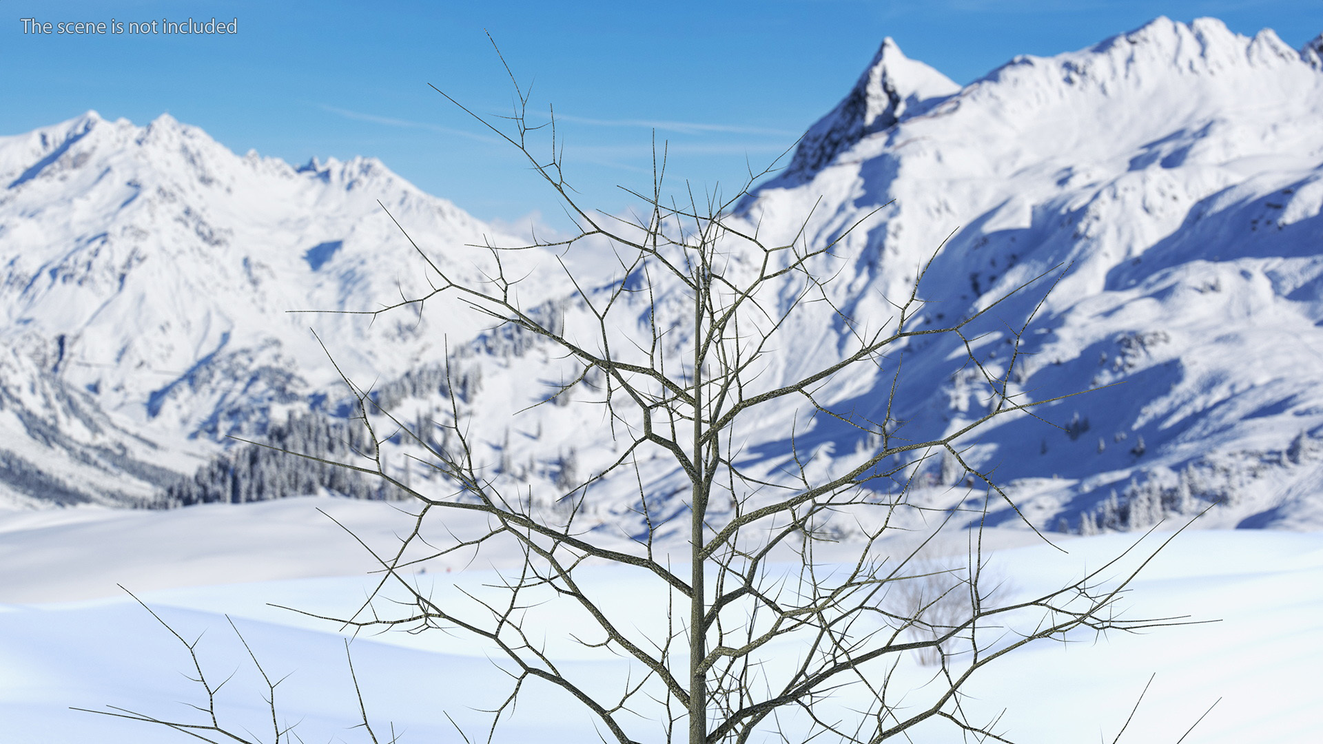 3D model Winter Bare Oak Tree